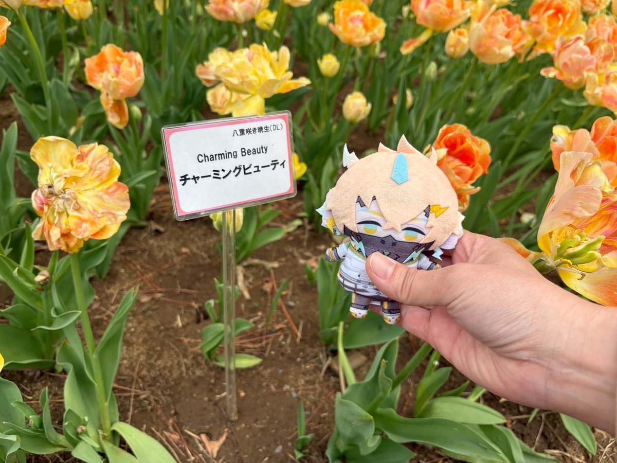 めぇ︎🌳🦍 tweet media