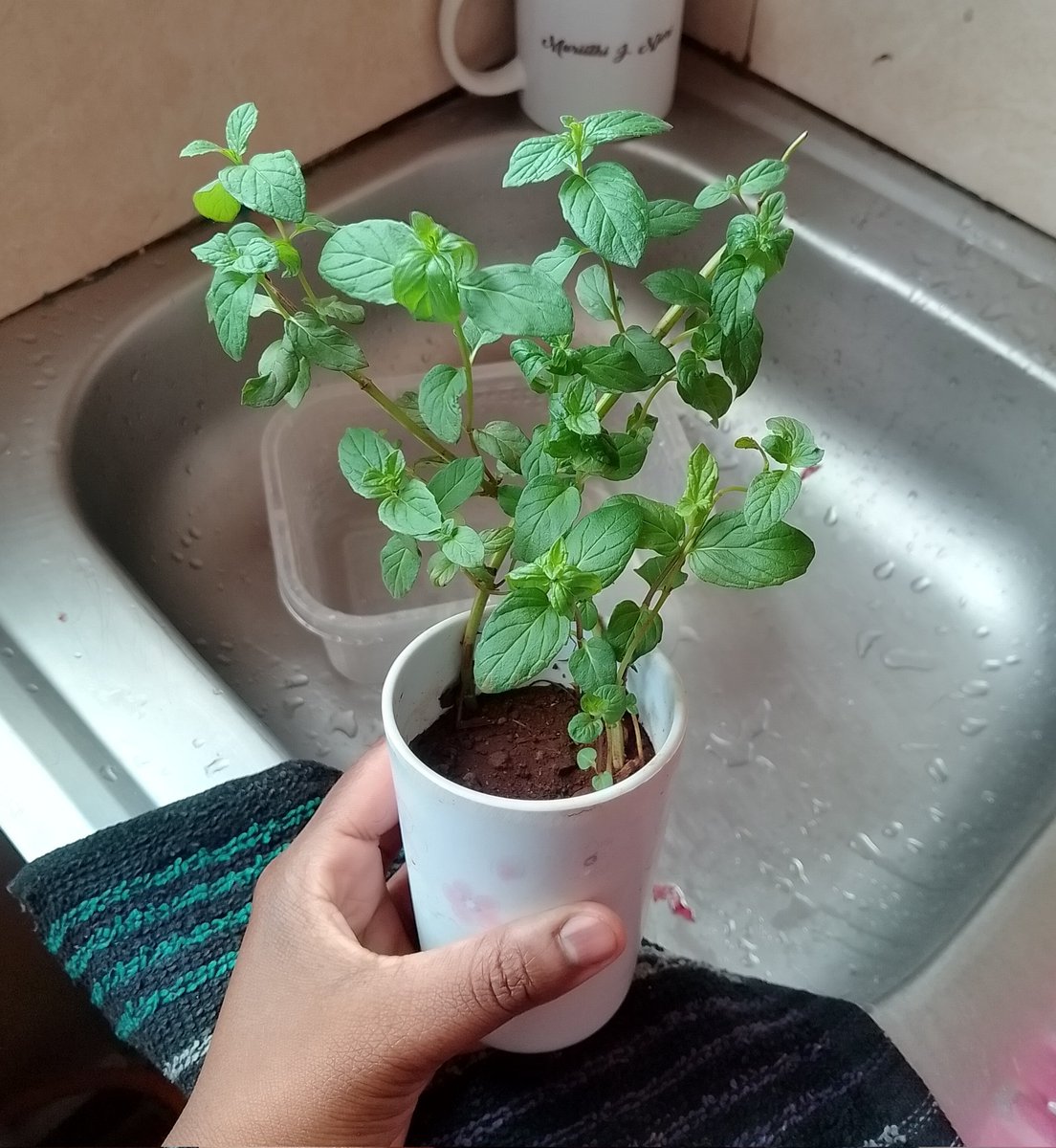 Cecilia is really doing well. Proud plant mom.