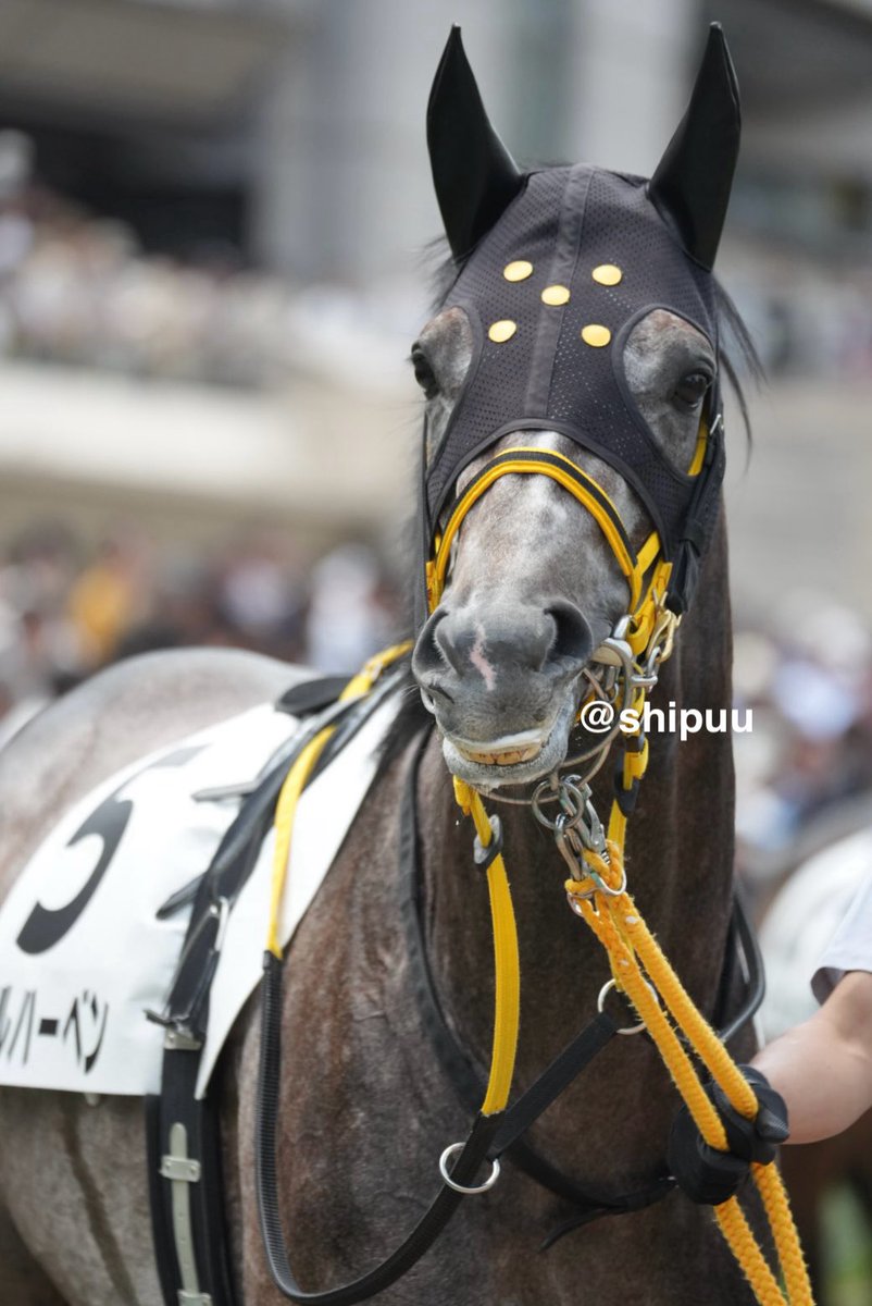 しっぷ-ˏˋ 🖤🐴 ˎˊ- tweet media