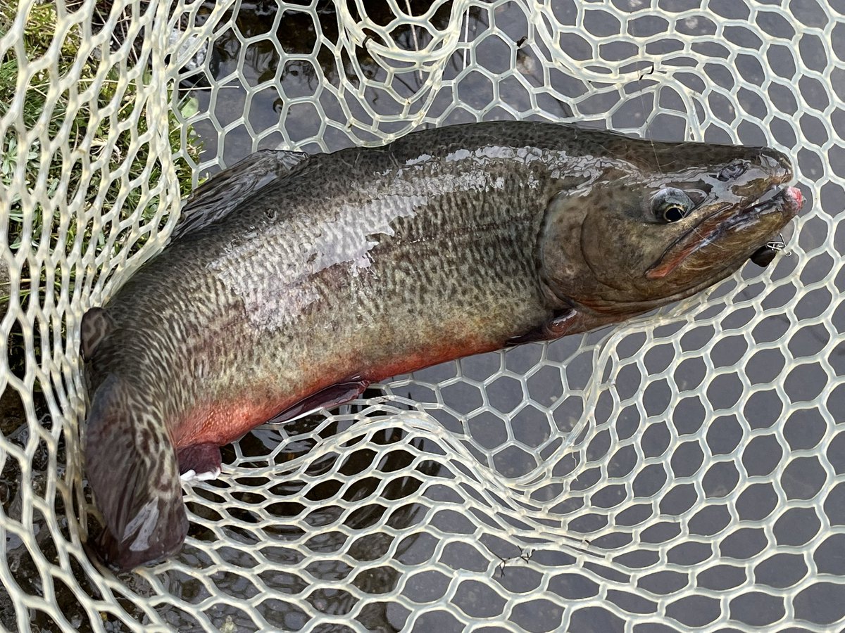 久々のイワセンワープ!ZERO号池第一のアベレージサイズがビッグになっててエキサイティングだったぜ!癒された!😇
#ゆ～のすフィッシング 