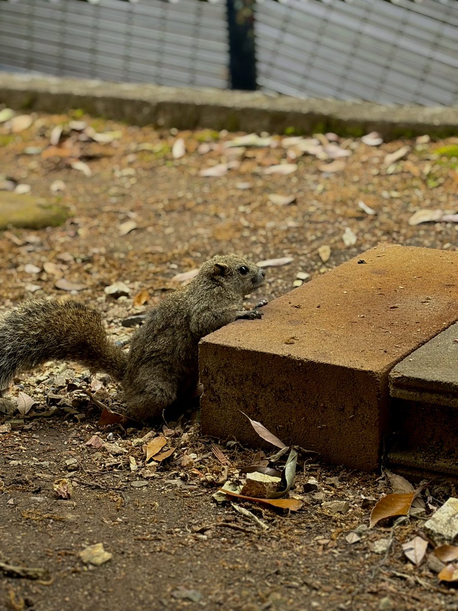 Ltori8_'s tweet photo. お蕎麦食べてリスを見に行った一日🐿️ https://t.co/UGqKX23D40
