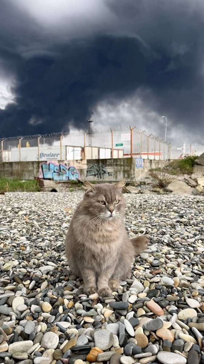 Yarmarka_Dobroty tweet media