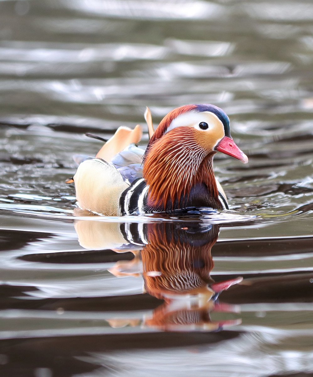 CameraBob5's tweet image. Mandarin duck from a visit to Knaresborough. #birdphotography #twitternaturecommunity #rivernidd #mandarinducks #twitterbirdphotography #canon90d #canon70200Lf28ii