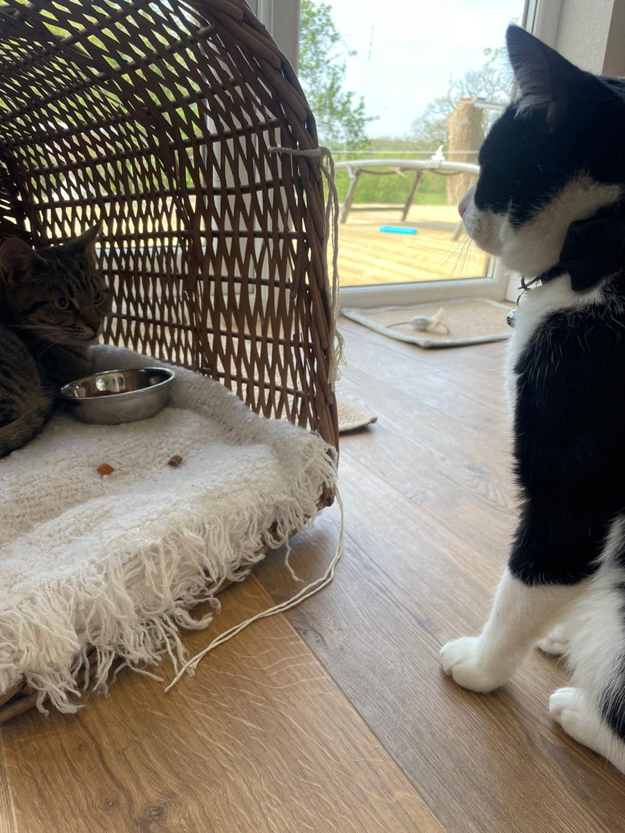 Clentviewrescue's tweet image. Reaper now Latte has gone to his new home and already Cocoa the resident cat is saying hello
#MakeADifference #adoptdontshop