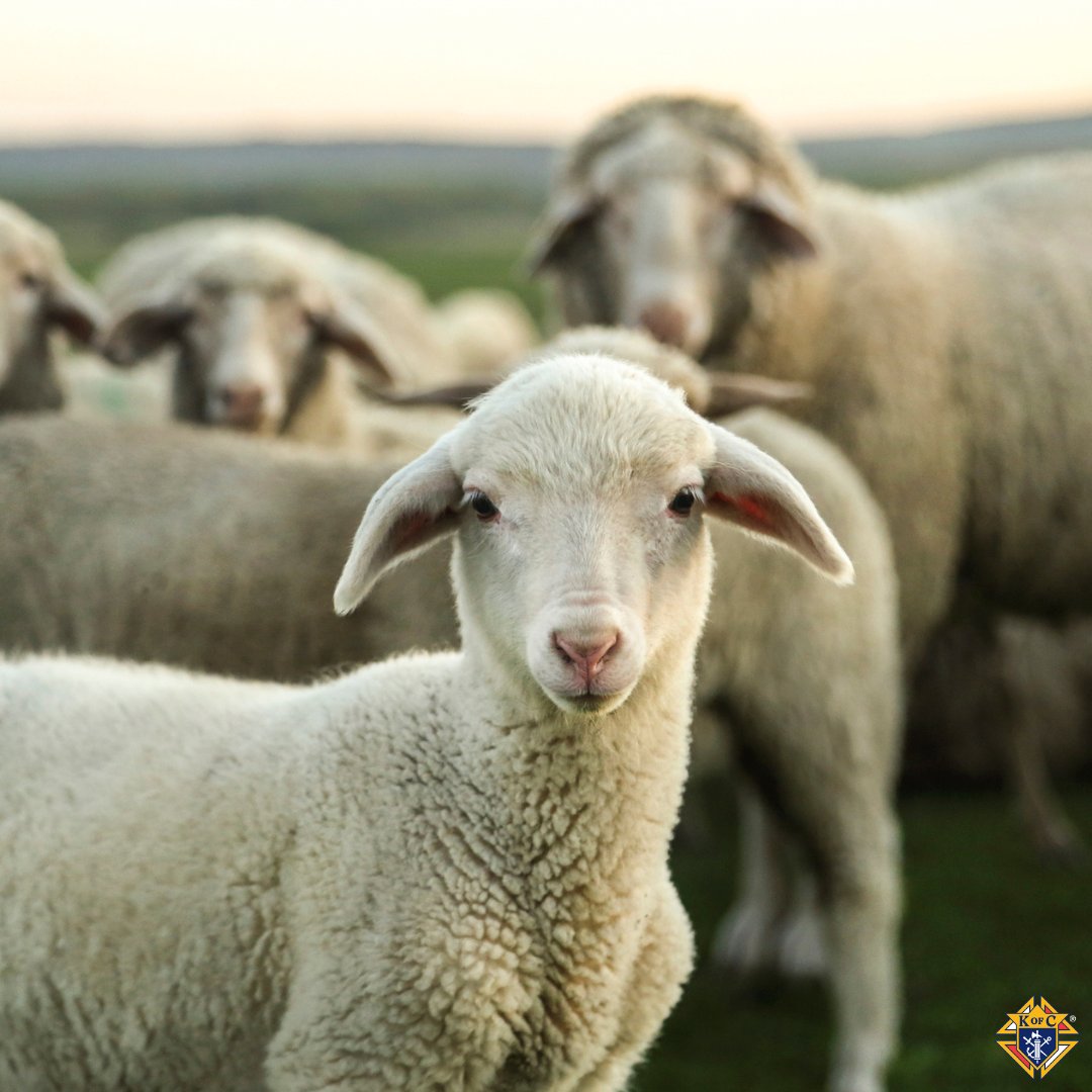“I came so that they might have life and have it more abundantly.” — John 10:10 

In today’s Gospel, Jesus describes Himself as the gate for the sheep. He knows His people by name, calls them, and leads them to safety and nourishment. Those who belong to Him recognize His voice