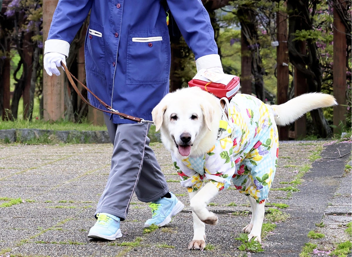 ライブドアニュース tweet media