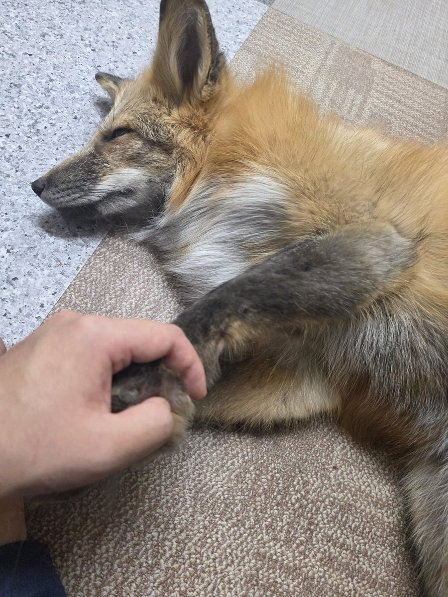 제미니Gemini【Re:Revolution】 tweet media