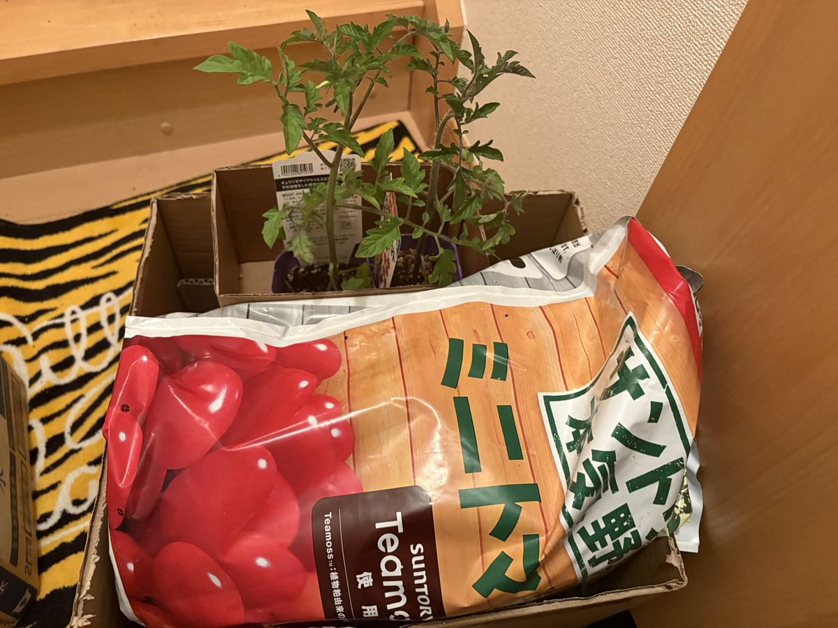 真月（まき） tweet media