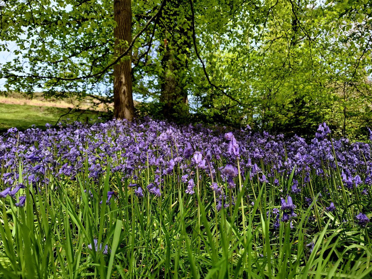 LisaMWilde's tweet image. Another beautiful morning walk. #ChurchStretton #Shropshire #DailyWalk #DailySteps #loveukweather