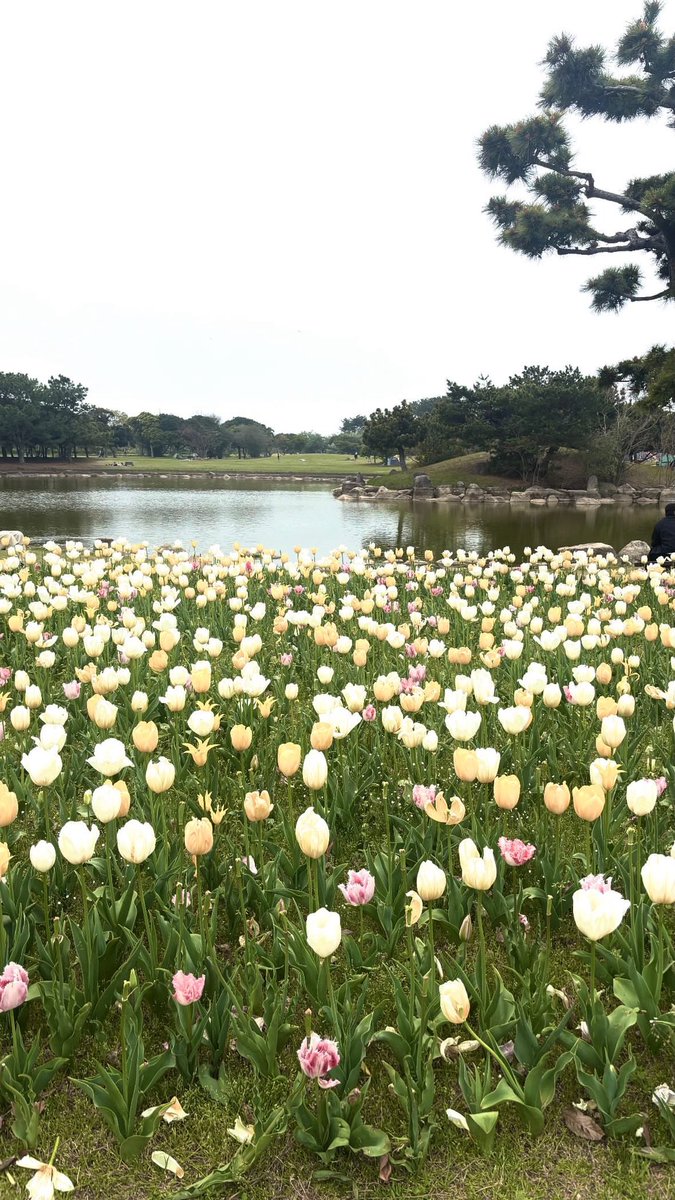 O11226_'s tweet photo. ﾁｭｰﾘｯﾌﾟ… https://t.co/IAvWVdeVpt