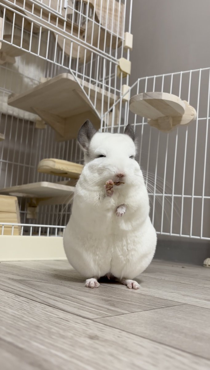 くまちゃんは仏系チンチラ