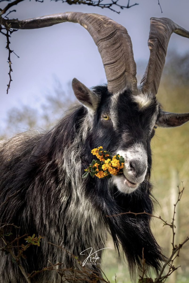 ThisIsIreland3's tweet image. 'Bloomin' tasty" ☘️🐐

Dont know whether this lad is hungry or on the way to romance Mrs Goat 💚

📍County Mayo-Ireland 🇮🇪

📸 Kelp Photography 

#Mulranny #Goat #Mayo #Wildlife #Nature #Ireland #Irishgoats