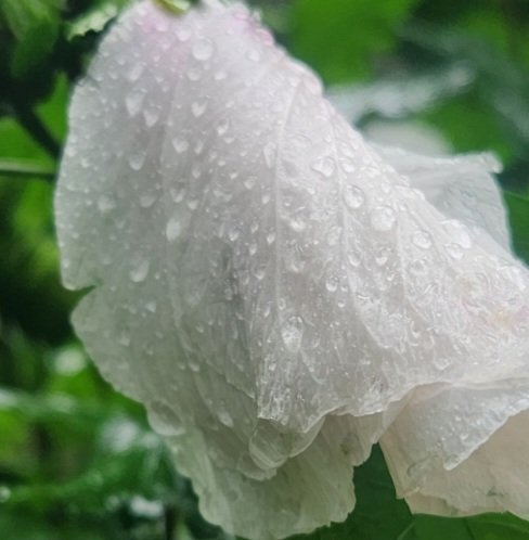 Mama Scar tweet media