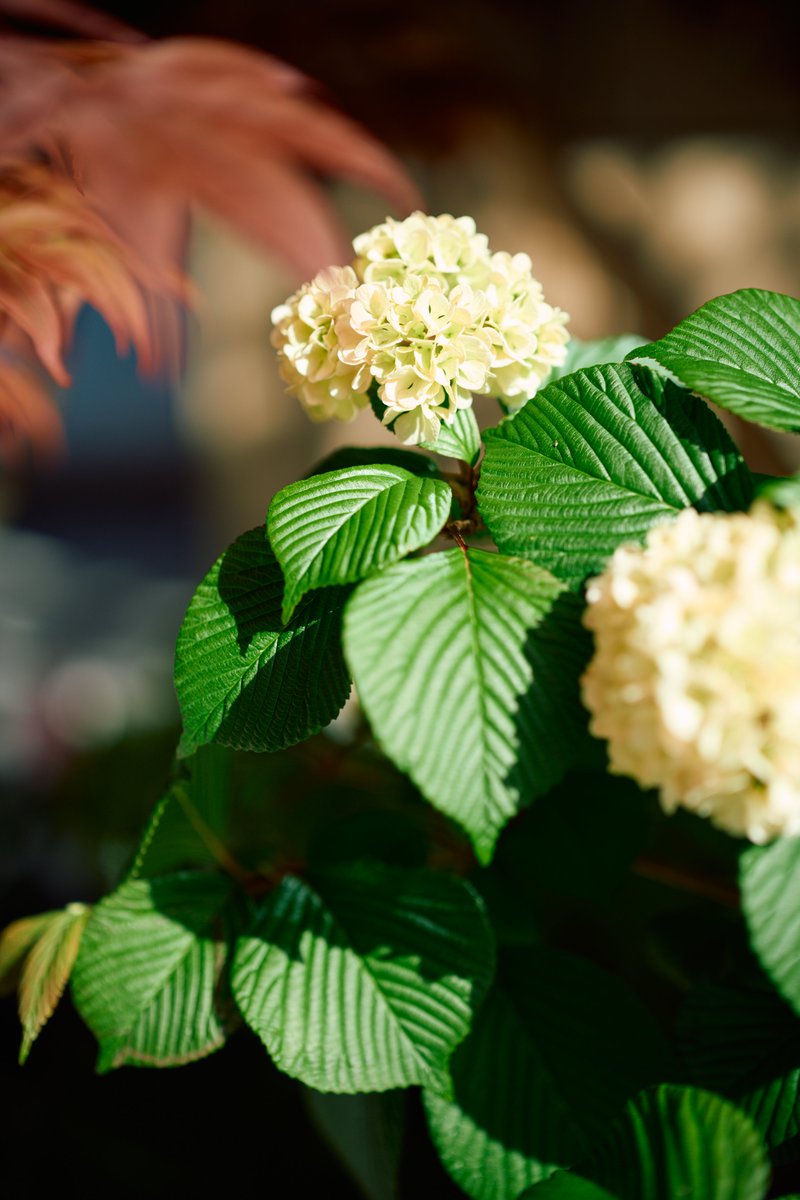 KannistoJuha's tweet image. A few from last Sunday when I walked from Ebisu to Shibaura with my Sony #A7CII &amp;amp; #Zeiss #OtusML 50/1.4. Looking forward to Golden Week holidays and the new Otus ML 35/1.4 soon, though the weather forecast doesn't look too good. More: photos.app.goo.gl/stTkuUd6rGgBsc…