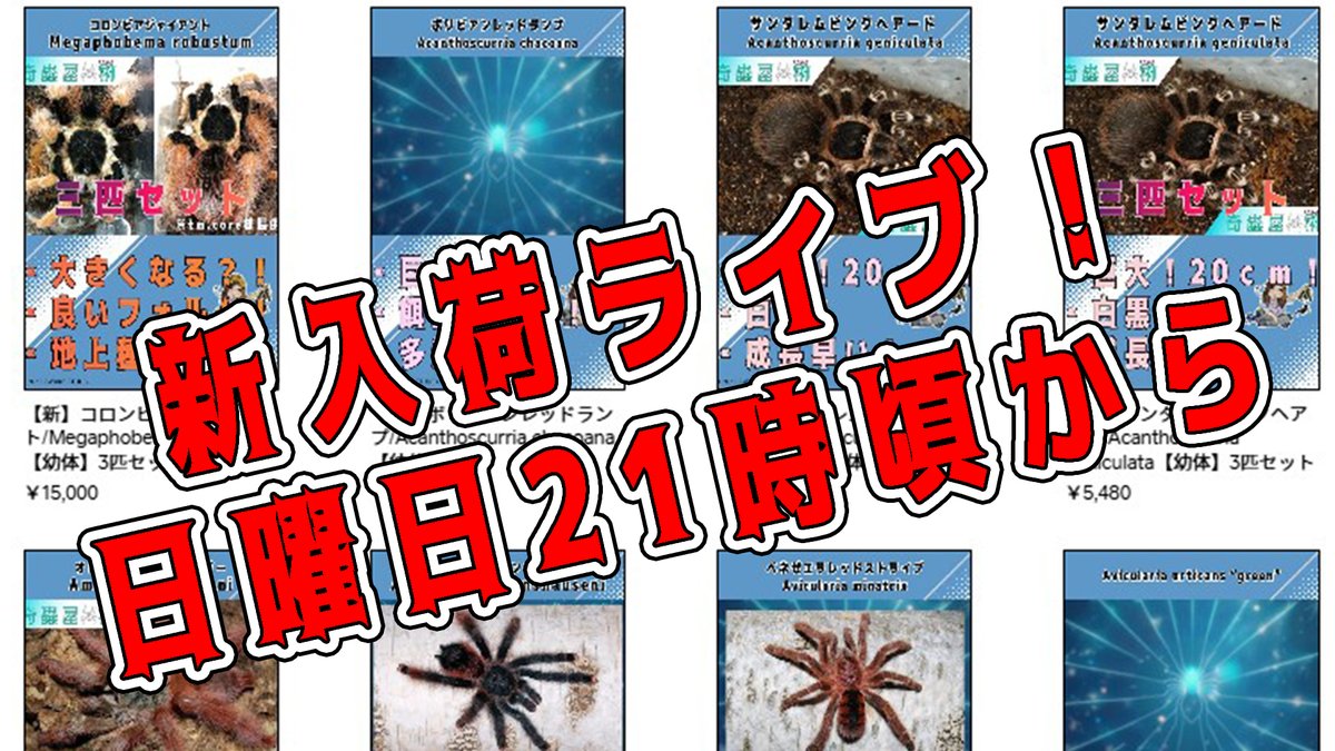 タランチュラ　奇蟲