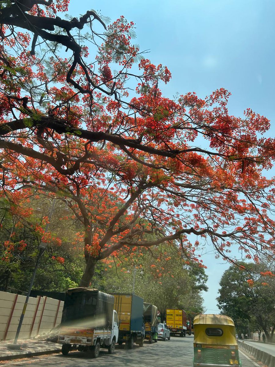 Every summer, Bangalore turns red with these trees! Looks beautiful!!