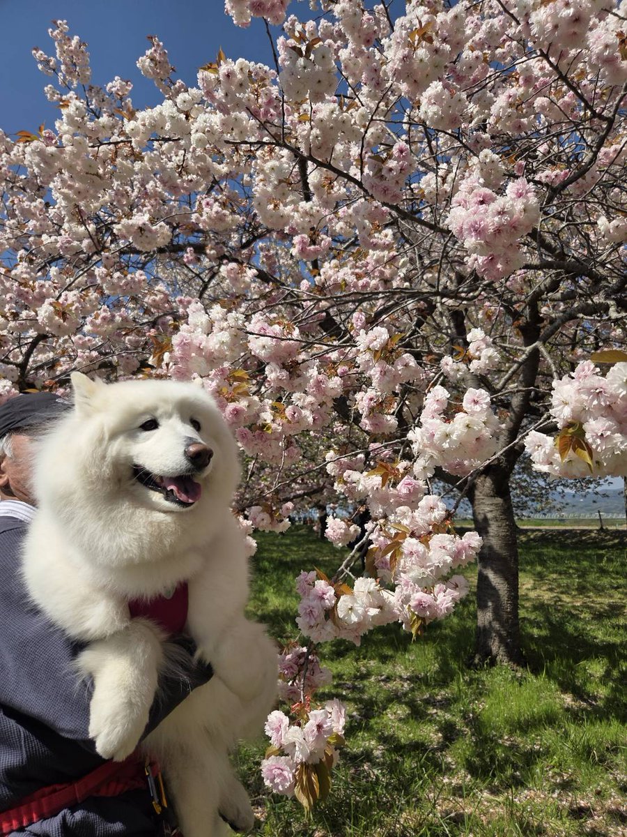 sammooom's tweet photo. お花見第2弾長野県小布施の桜＆菜の花
其の2 https://t.co/qN64u5wK9C