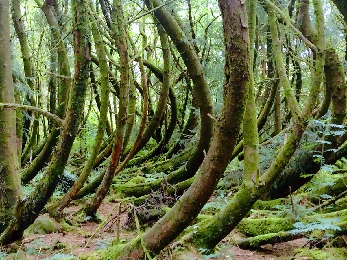 BeenSacks's tweet photo. @LiliWenFachKnit The bendy trees are my favourite part. https://t.co/1YWrPADlJq