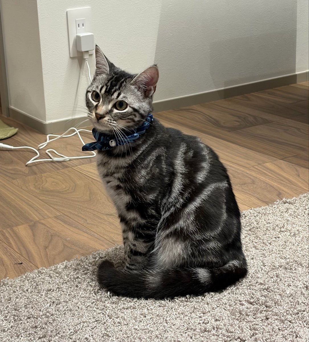 元気な綿棒☁️アメショやくも tweet media