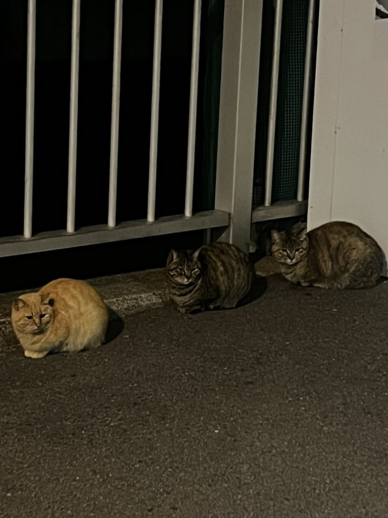 ひらとにき@金欠 tweet media