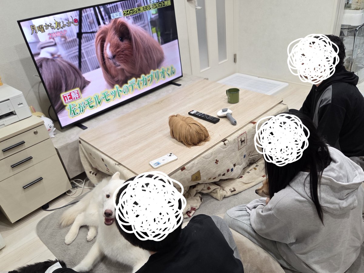 はるこっこ🐾ディカプリオとなかまたち tweet media