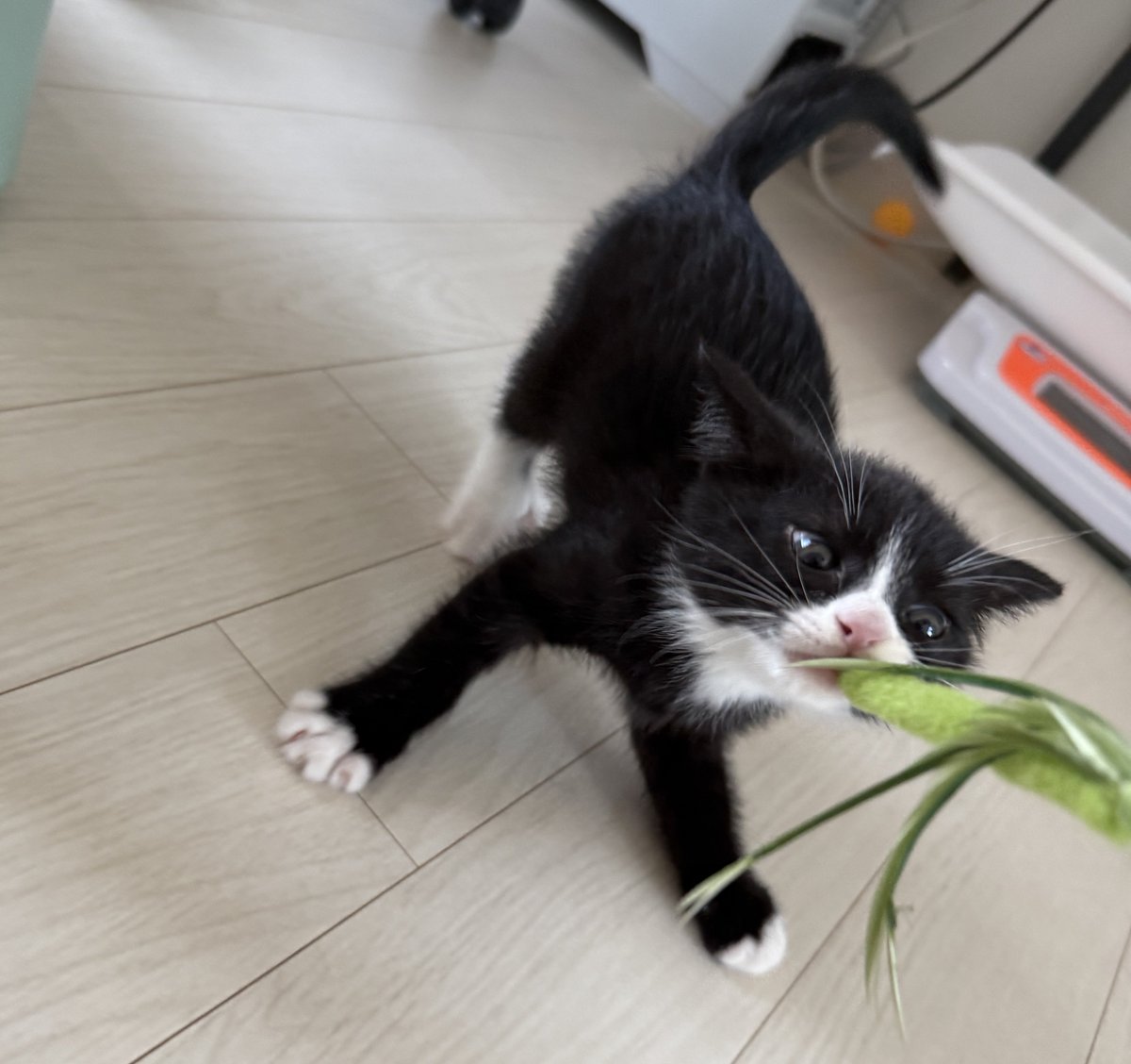 빵식이랑 킥킥이 tweet media