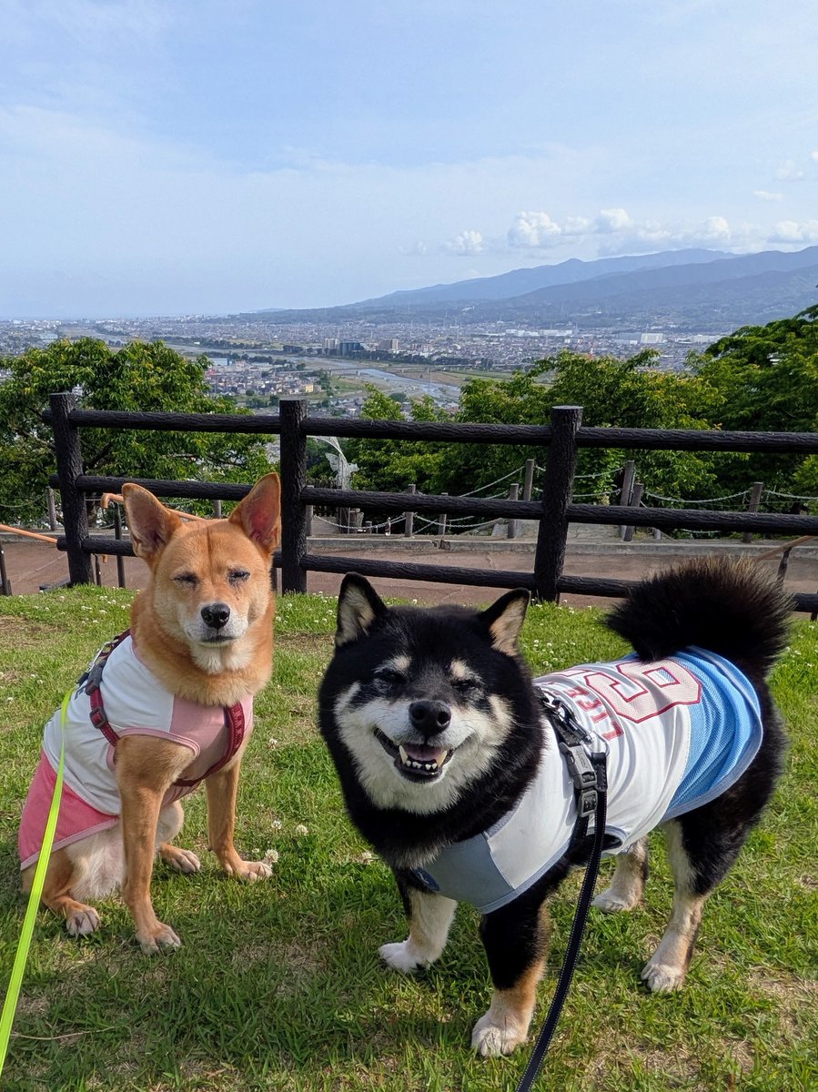 Bullmoss tweet media