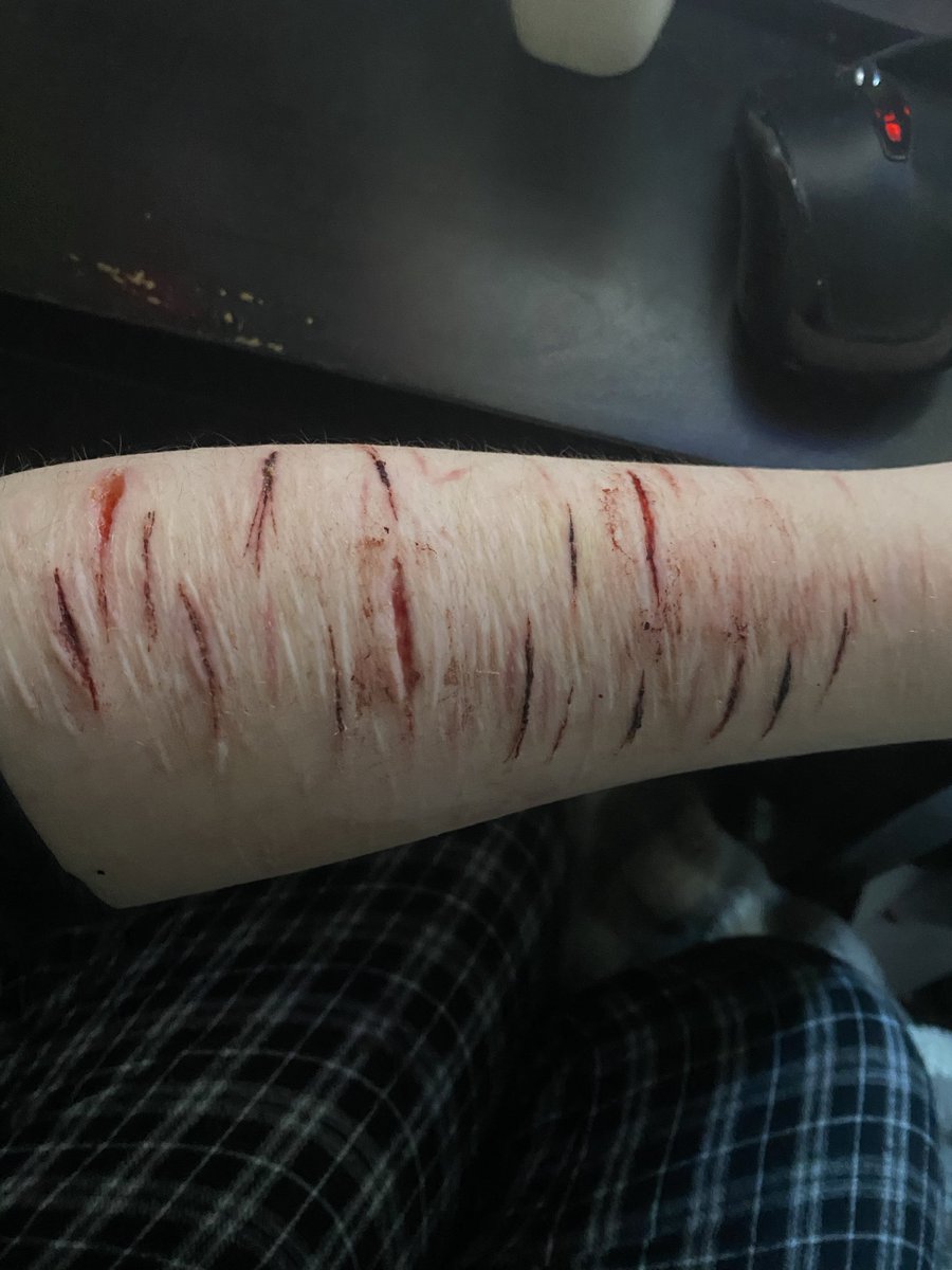 scarameow of shtwt tweet media