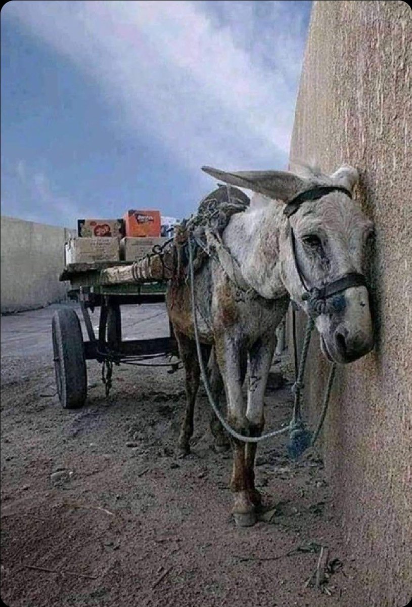 sumerezgu's tweet photo. Ezilmek kader olmamalı! https://t.co/emk5MPYXxk