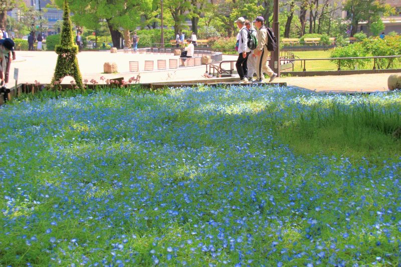 eizaburotwo's tweet photo. 都会の真ん中に広がる青い海💙日比谷公園のネモフィラが美しく咲き誇っています！爽やかなブルーの絨毯に心癒やされませんか？✨ パノラマでこの春の絶景をぜひ体感してください👇 
https://t.co/lMjs98C6xF
#日比谷公園 #ネモフィラ https://t.co/u84EEDXrmn