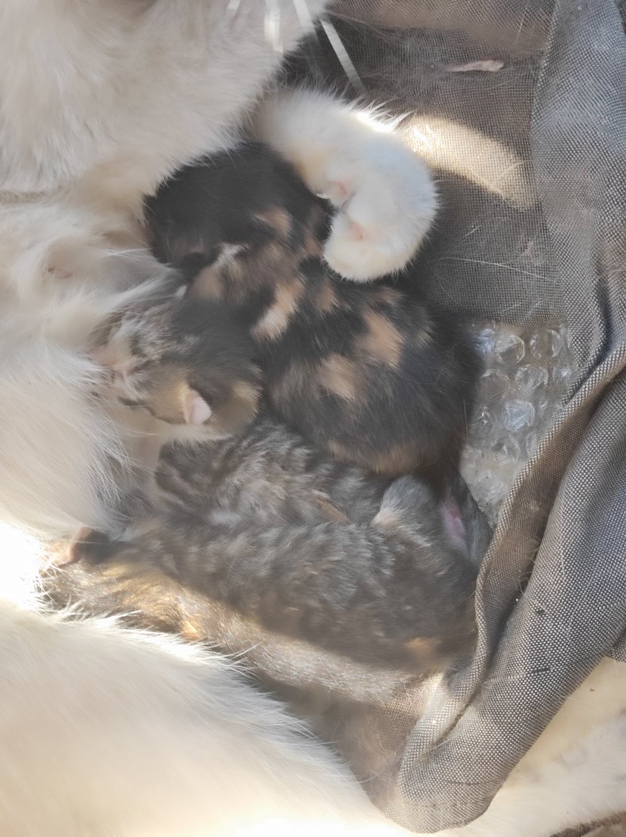 Mannken_puppet's tweet photo. BIG NEWS! MY DEAR SWEET CAT HAD KITTENS!!! :0 https://t.co/qHdVcQ5uTT