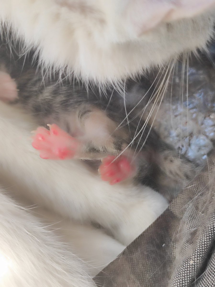 Mannken_puppet's tweet photo. BIG NEWS! MY DEAR SWEET CAT HAD KITTENS!!! :0 https://t.co/qHdVcQ5uTT