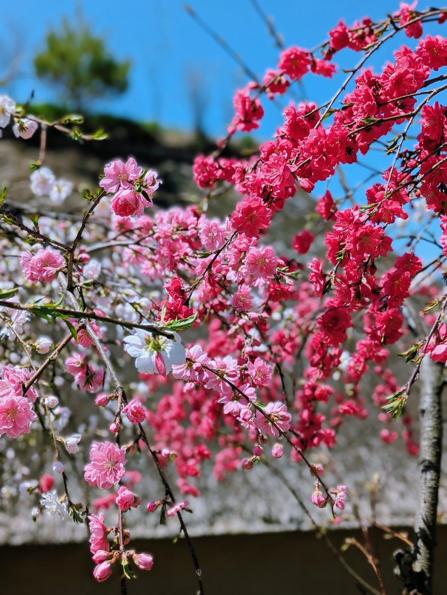 遠野ふるさと村 tweet media