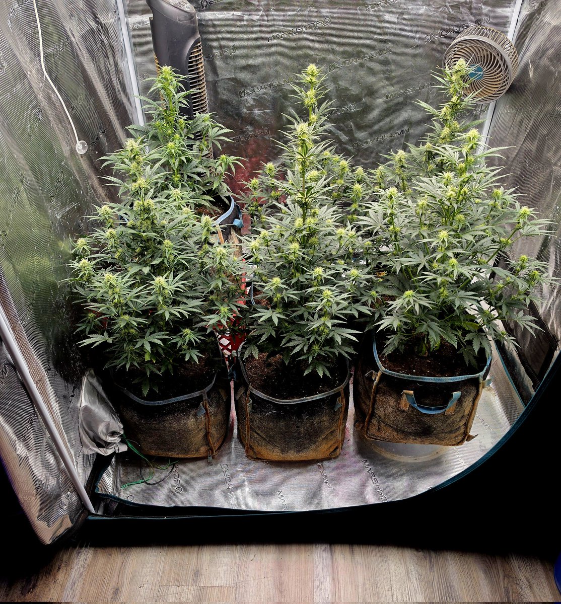 Medical Grower 420 🇺🇸 tweet media