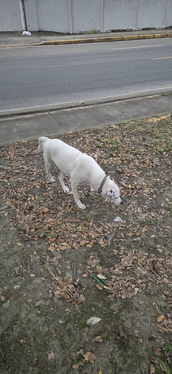 cvargasja's tweet photo. Atención #PerritoPerdido en Via a la Costa, a las 7h16am se encontraba a la altura del EcoTec Costa, @ViaCostaGye @Urb_ViaLaCosta @InfoViaLaCosta https://t.co/CDJSEMHR8n