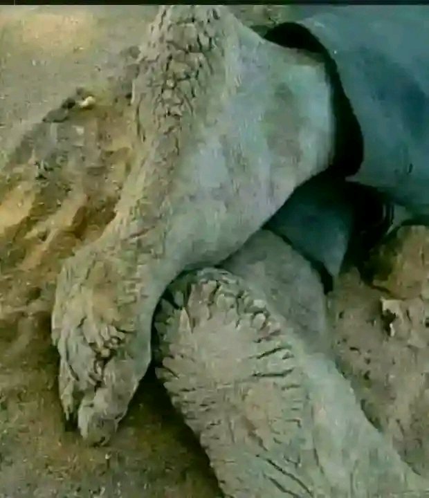 Isaac Newton tweet media