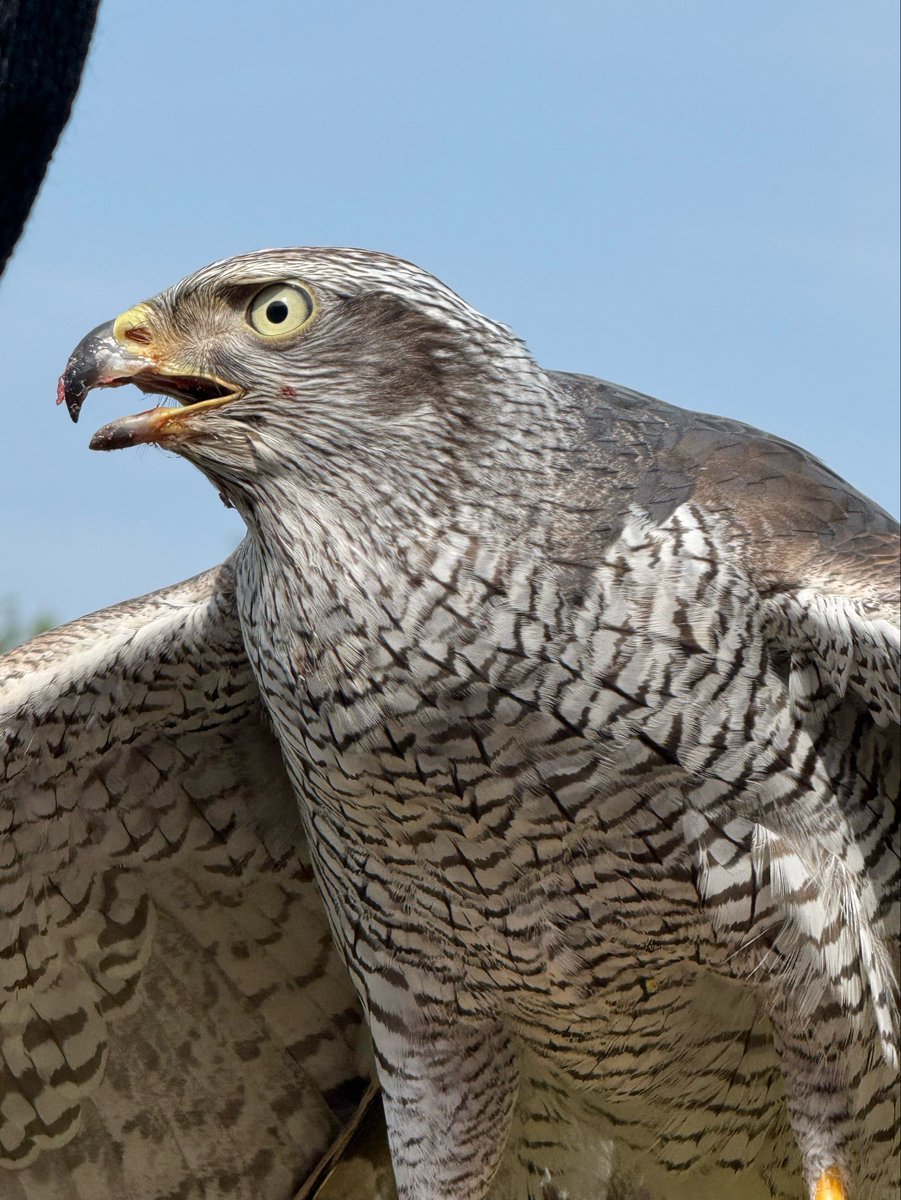 1993Alibaba's tweet photo. みずタイプを取りに行ったら
ひこうタイプが鷹匠してた🦅 https://t.co/xqR5UGbemv