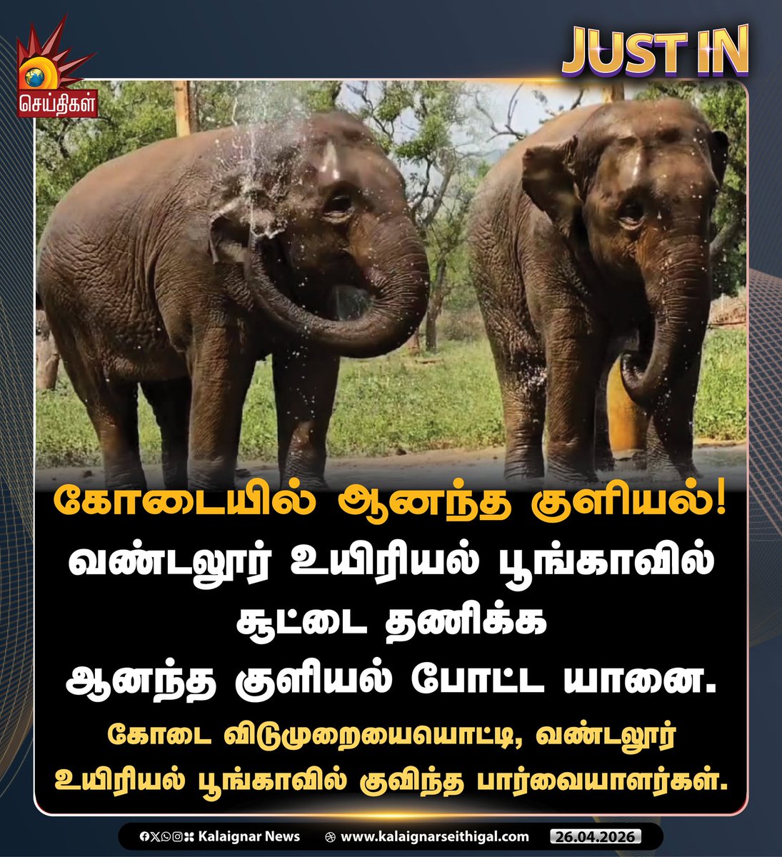 Kalaignarnews's tweet image. கோடையில் ஆனந்த குளியல்!

#Vandalurzoo #AnnaZoologicalPark #Elephant #kalaignarseithigal