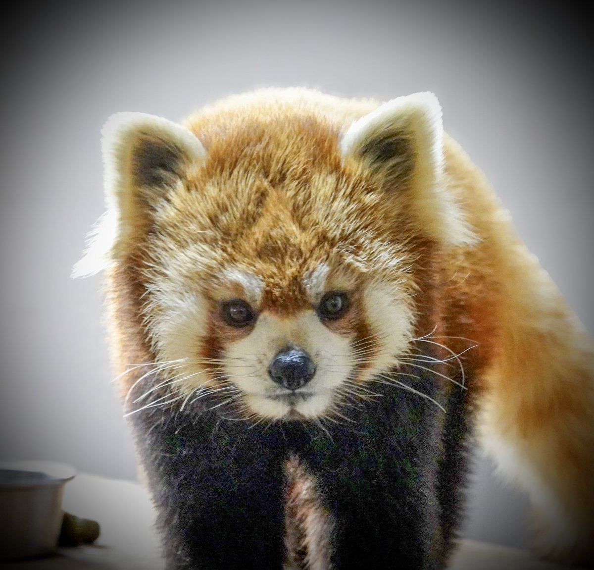 fmhdicmr's tweet image. まだ10歳これからだったのに…モサモサしたお顔が可愛いかったヒビキ君。とても残念です。

#茶臼山動物園
#レッサーパンダ
#RIP