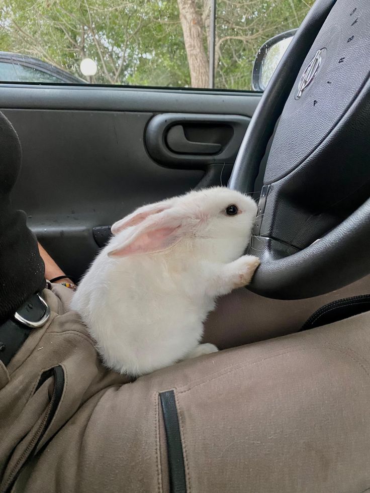 Wow ..... Cute bunny riding the car!