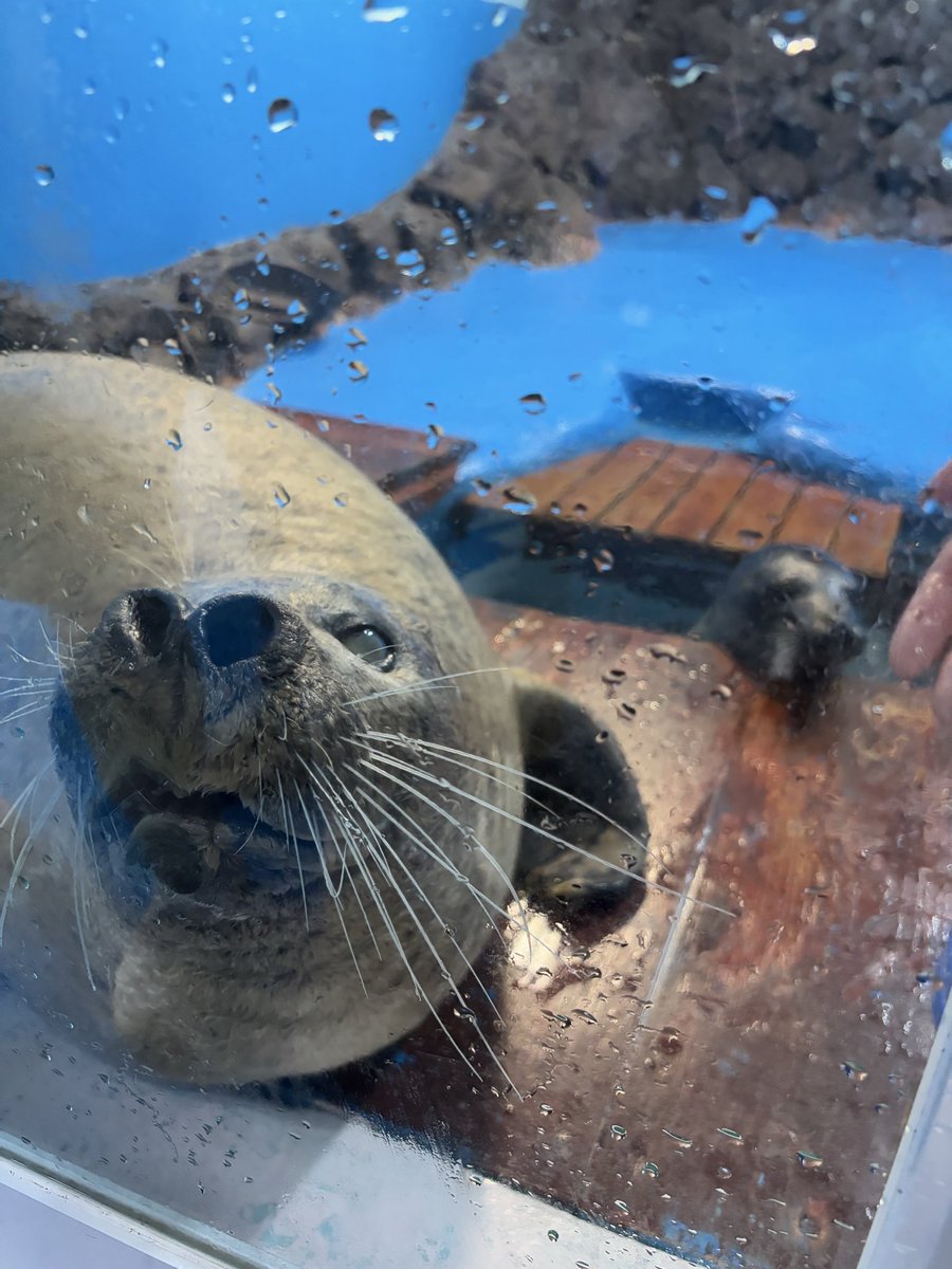 iamokome tweet media