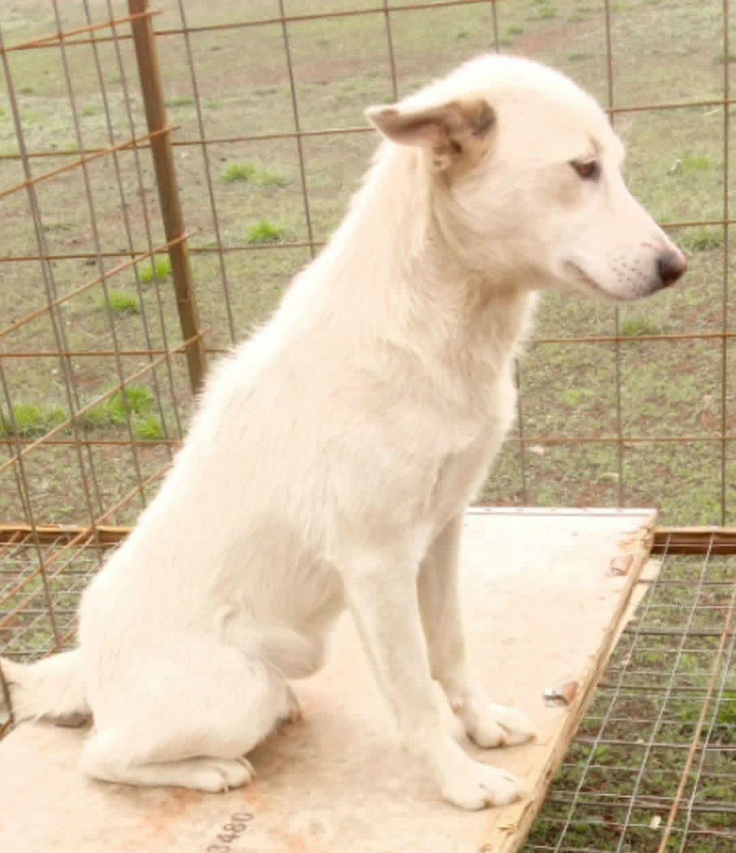 Yarmarka_Dobroty tweet media