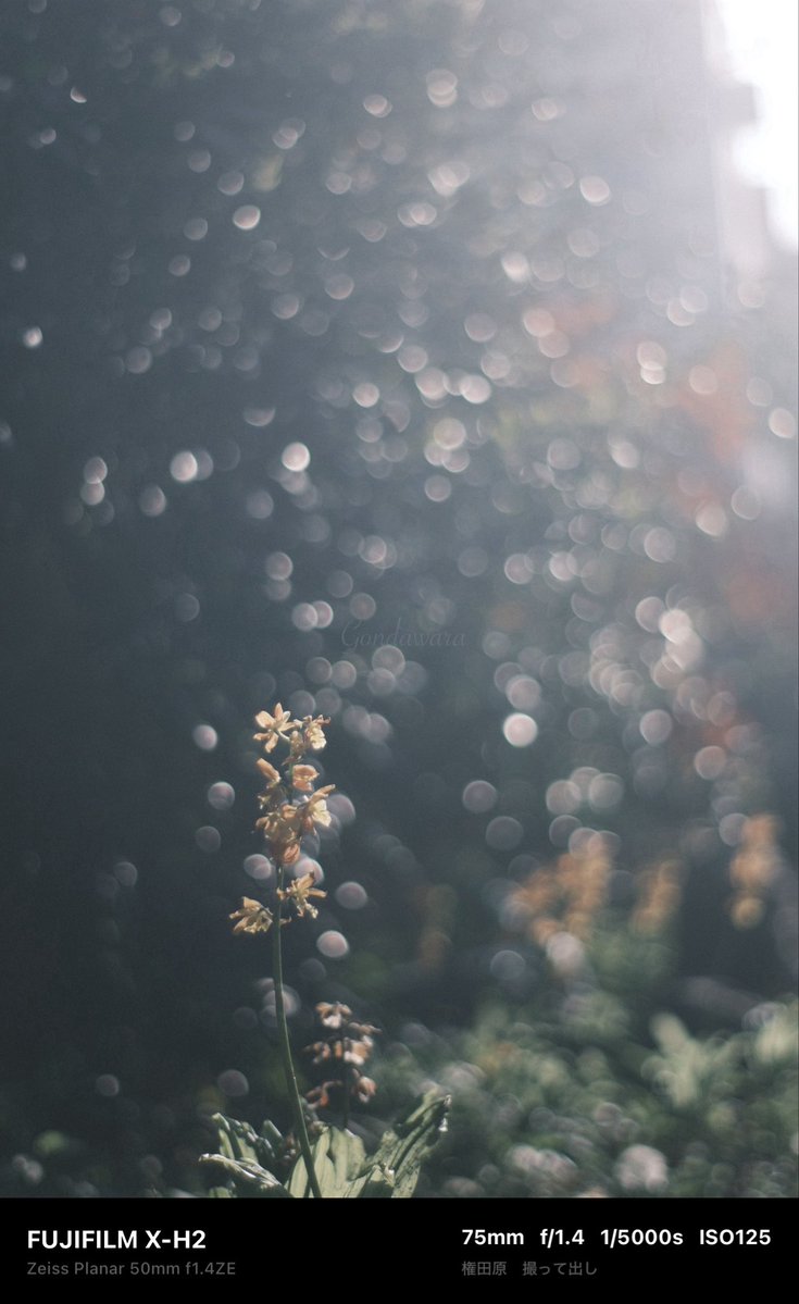 loqg78's tweet image. 日常の足音が聞こえる…🫠

#fujifilm_xseries #XH2 #Zeiss #Planar50ZE #ノスタルトーン