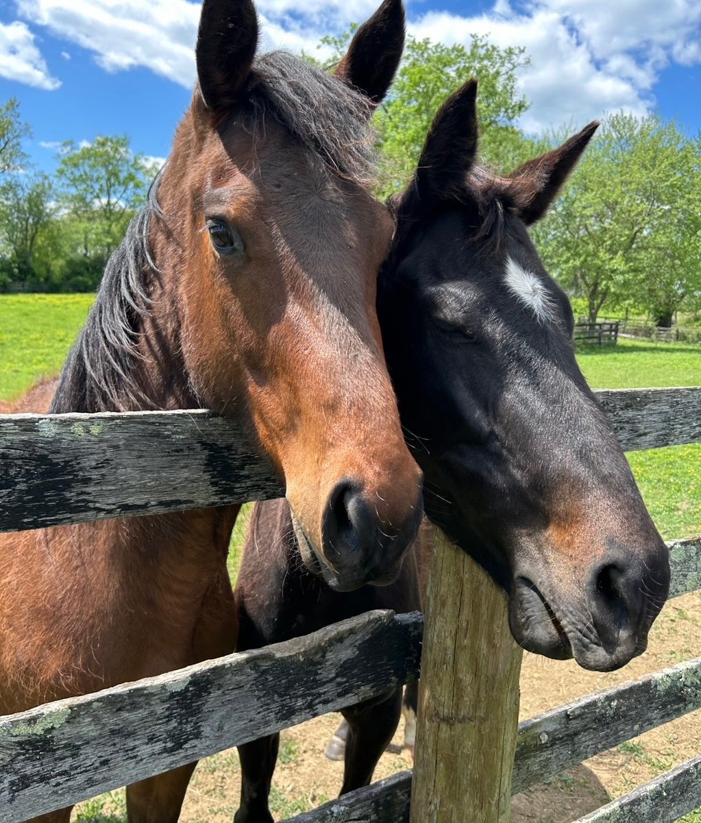 Mane_Characters's tweet photo. “Sometimes, being with your best friend is all the therapy you need.”

Archie and Pledge
Ricky and Divella
Nash and Fred
Buggy Boy and Edith

Horses form such strong bonds; these besties sure have. Observing how they care and watch over each other is fascinating.🤨 https://t.co/5gIOX8diya