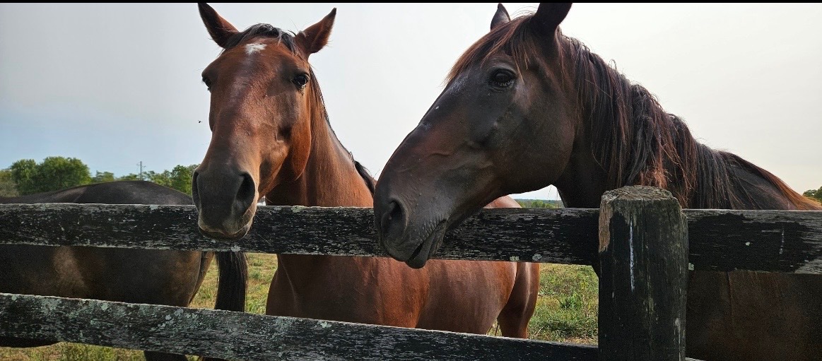 Mane_Characters's tweet photo. “Sometimes, being with your best friend is all the therapy you need.”

Archie and Pledge
Ricky and Divella
Nash and Fred
Buggy Boy and Edith

Horses form such strong bonds; these besties sure have. Observing how they care and watch over each other is fascinating.🤨 https://t.co/5gIOX8diya