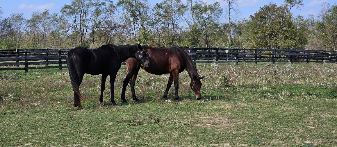 Mane_Characters's tweet photo. “Sometimes, being with your best friend is all the therapy you need.”

Archie and Pledge
Ricky and Divella
Nash and Fred
Buggy Boy and Edith

Horses form such strong bonds; these besties sure have. Observing how they care and watch over each other is fascinating.🤨 https://t.co/5gIOX8diya