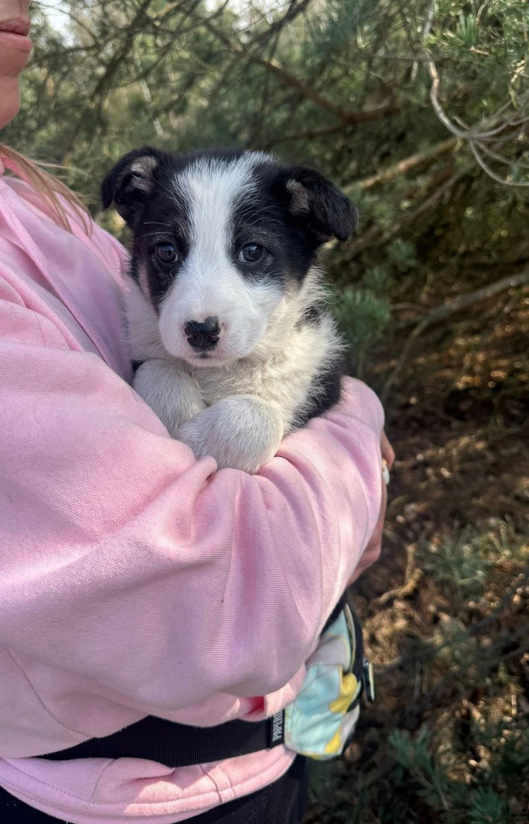 Mal 🇵🇱 ✡️ 🇮🇱 tweet media