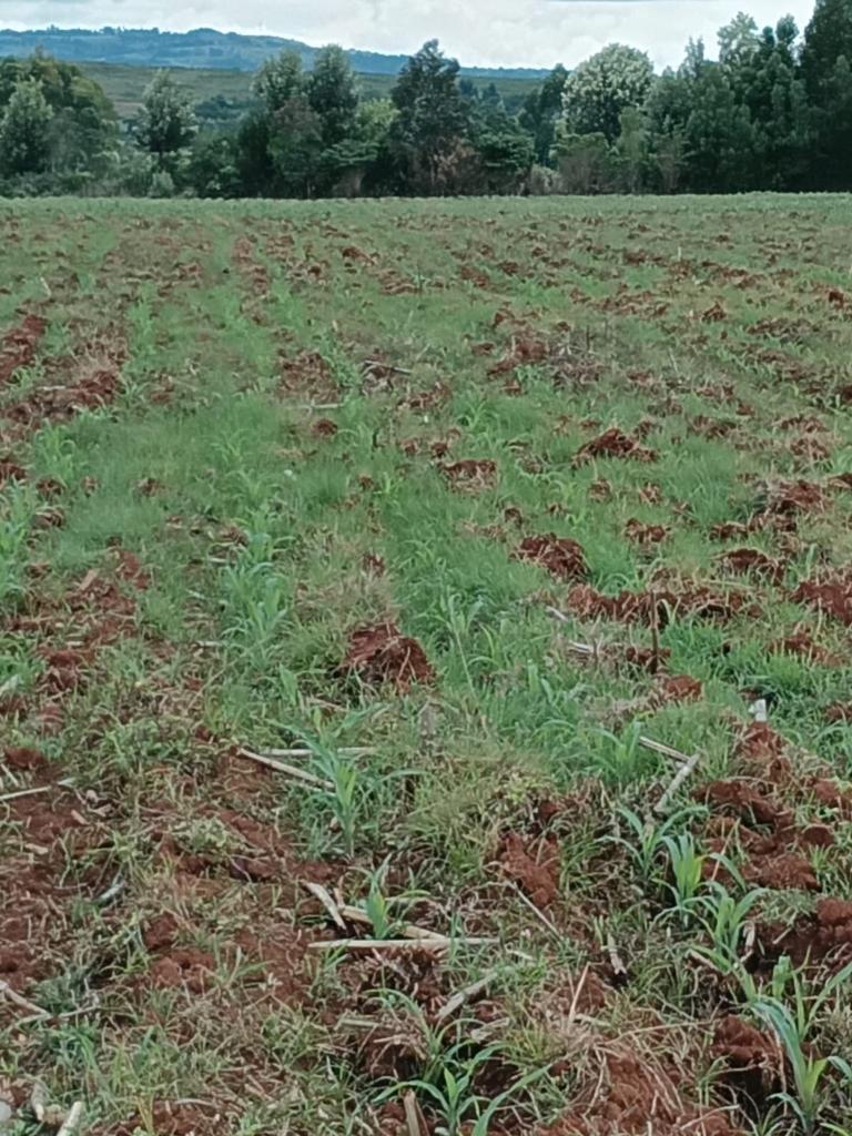 kipruto tweet media