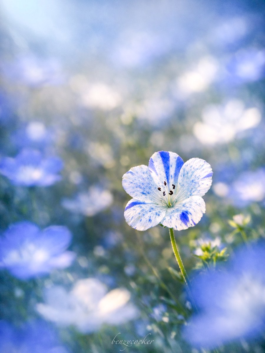 ベンジー tweet media