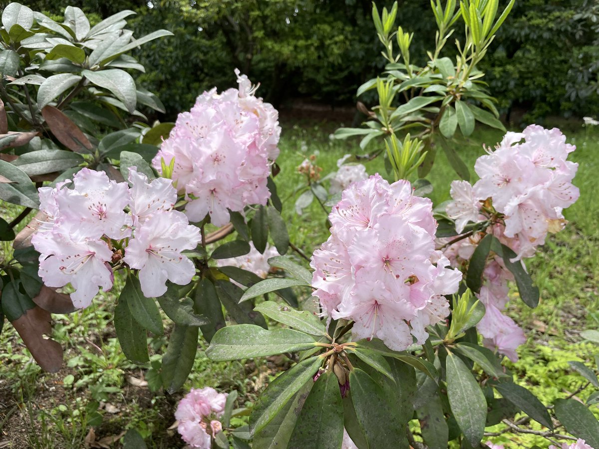 КИМУРА Сатоко tweet media